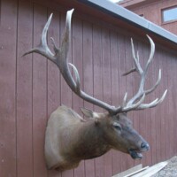 A mounted elk head with large antlers displayed on an exterior wooden wall near a building entrance.