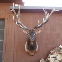 Mounted elk head with large antlers displayed on a brown wooden wall next to a pile of chopped firewood.