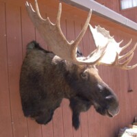 Mounted moose head with large antlers displayed on a brown wooden wall outside a building in sunlight.