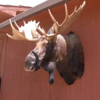 A mounted moose head with large antlers displayed on the exterior wall of a brown wooden building.