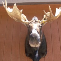 A mounted moose head with large antlers is displayed on a wooden wall.