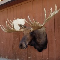 A mounted moose head with large antlers is displayed on a wooden wall.