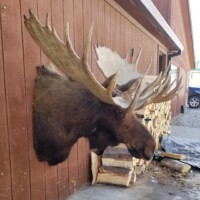 A mounted moose head is attached to a wooden wall above a stack of firewood outside a building.