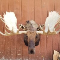 A mounted moose head with large antlers is displayed on a wooden wall with logs stacked in the corner.