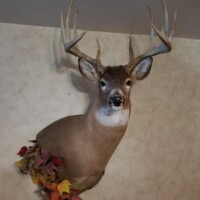 Mounted deer head with antlers on a wall, decorated with artificial autumn leaves at the base.