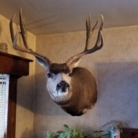 Mounted deer head with large antlers displayed on a beige wall above a plant, next to a candle on a wooden surface.