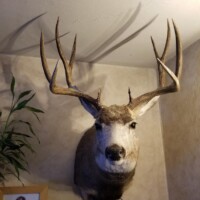 Mounted deer head with large antlers displayed on a beige wall, surrounded by framed photo and green plants.