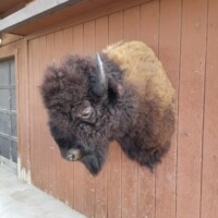 A mounted bison head is attached to a brown wooden wall outside a building.