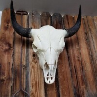 A bison skull with horns mounted on a wooden wall next to a metal branding iron.
