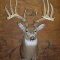 Taxidermy mount of a deer with large antlers displayed against a wooden background.