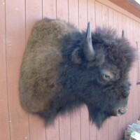 A mounted bison head is attached to a wooden exterior wall beside a stack of firewood.