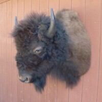 A mounted bison head displayed on a red wooden wall.