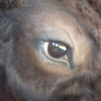 Close-up view of a brown donkey's eye, showing its fur and surrounding facial features.