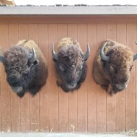 Three mounted bison heads are displayed on a brown wooden wall outdoors.