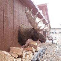 A mounted moose head protrudes from a wooden wall above stacked firewood outside a building.