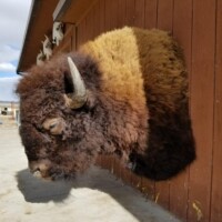 A mounted bison head is attached to a wooden wall outside, with sunlight casting shadows on the ground.