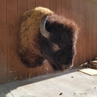 A bison head mount is displayed on a wooden wall, casting a shadow on the concrete floor below.