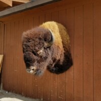 A mounted bison head displayed on a wooden exterior wall in sunlight.