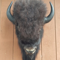 A mounted bison head with black fur and curved horns displayed on a wooden wall.