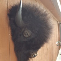 Mounted bison head with dark fur and curved horn attached to a wooden exterior wall.