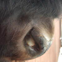 Close-up view of a horse's eye with long, dark fur and a wooden fence in the background.