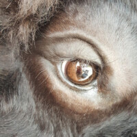 Close-up view of a dark brown animal's eye, showing detailed fur and reflections in the eye's surface.