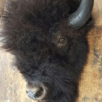 A mounted bison head with thick dark fur and one prominent horn, displayed on a wooden surface.