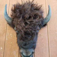 A mounted bison head with curved horns displayed on a vertical wooden wall.