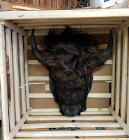 A taxidermy bison head with dark fur and horns is secured inside a wooden crate, viewed from above.