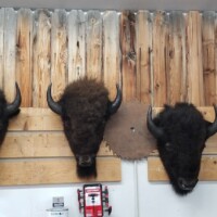 Three bison heads and a deer head are mounted on a wooden wall, with a saw blade and fire extinguisher below.