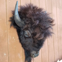 A mounted bison head is displayed on a wooden wall.