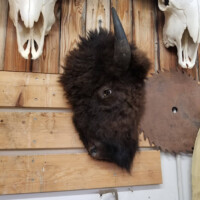A taxidermy bison head mounted on a wooden wall with animal skulls and a circular saw blade nearby.