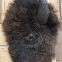 A mounted bison head with dark fur and one visible horn displayed on a wooden wall.