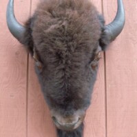 A mounted bison head with horns displayed against a vertical wooden panel wall.