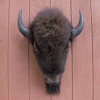 Bison head mounted on a vertical wooden wall with reddish-brown planks.