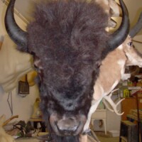 A mounted bison head with black fur and horns displayed on a wooden post in a workshop with other taxidermy mounts.